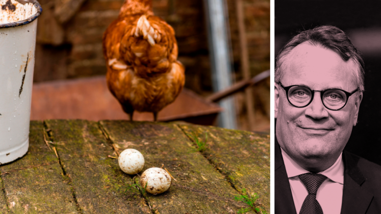 Huhn mit zwei Eiern