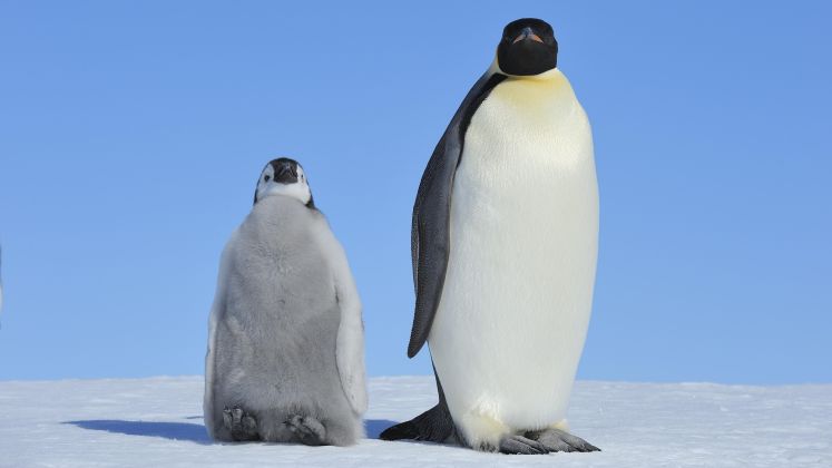 Foto: Ein erwachsener und ein junger Kaiserpinguin stehen auf Schnee vor blauem Himmel.