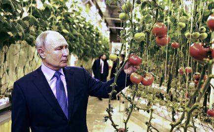 Putin untersucht Tomaten