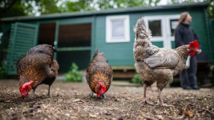 Hühner auf dem Hühnerhof