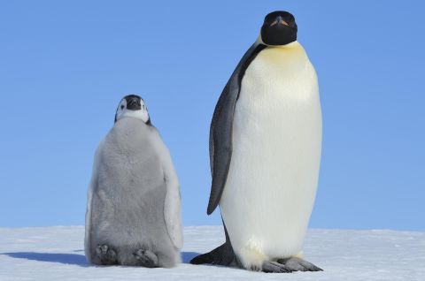 Foto: Ein erwachsener und ein junger Kaiserpinguin stehen auf Schnee vor blauem Himmel.
