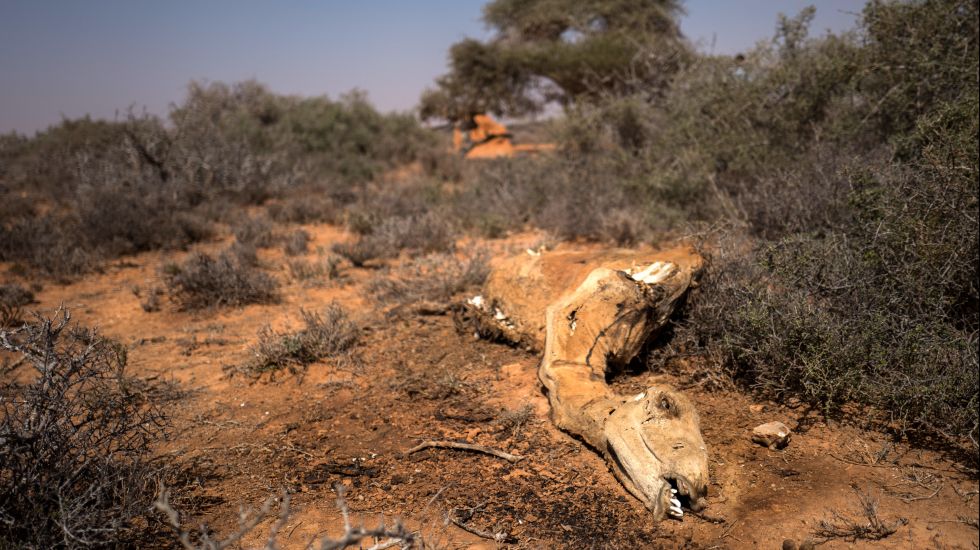  Ein Kamelkadaver liegt auf dem Boden am 22.02.2017 nahe dem Ort Uusgure im Nordosten Somalias. Zahlreiche nomadische Viehhirten haben ihre Bestände von Ziegen und Kamelen - und damit ihre Lebensgrundlage - verloren. Rund 6,2 Millionen Menschen in Somalia sind in Folge einer schweren Dürre auf humanitäre Hilfe angewiesen. Sollte keine rasche Hilfe erfolgen, droht dem Land am Horn von Afrika eine Hungersnot.
