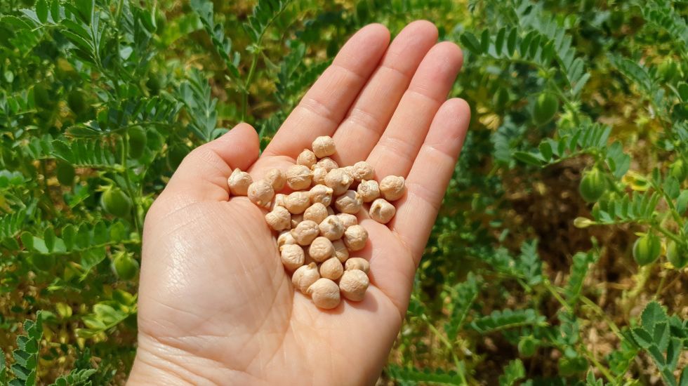 corona-notvorrats-rezept-kichererbsen-pilaw