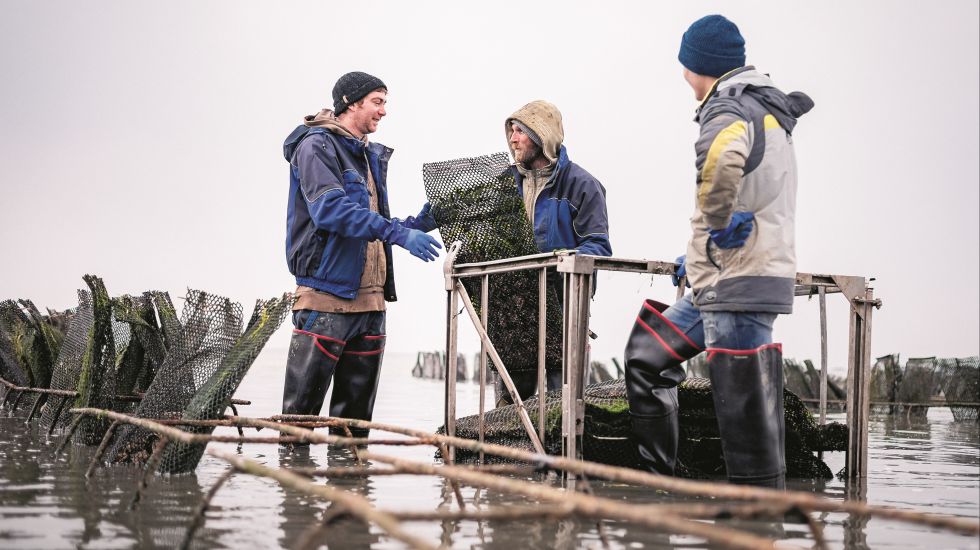 sylter-royal-muschelpfluecker-austern-urlaub-reise-insel