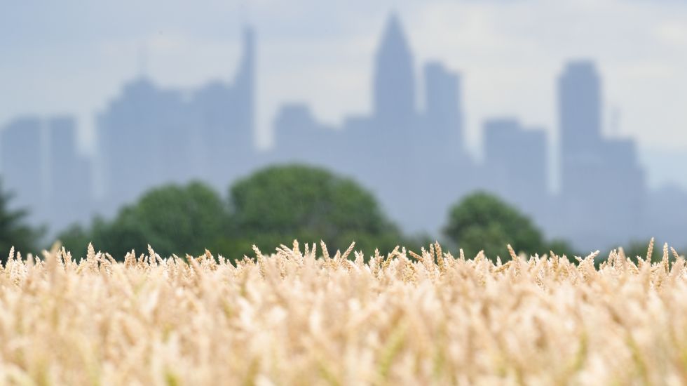 Weizenfeld vor Skyline