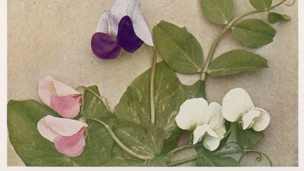 Biologiebuch von 1912