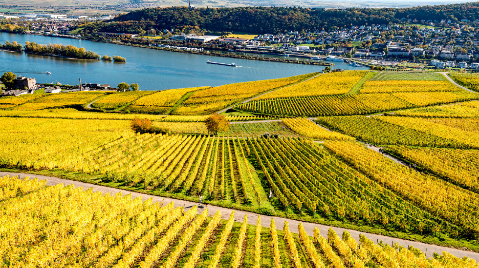 Der Rheingau im Herbst