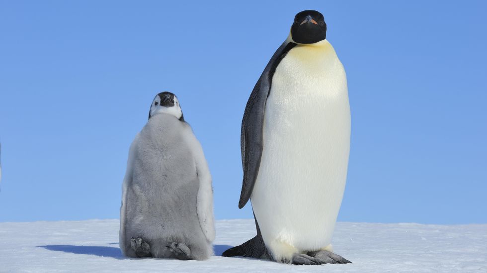 Foto: Ein erwachsener und ein junger Kaiserpinguin stehen auf Schnee vor blauem Himmel.