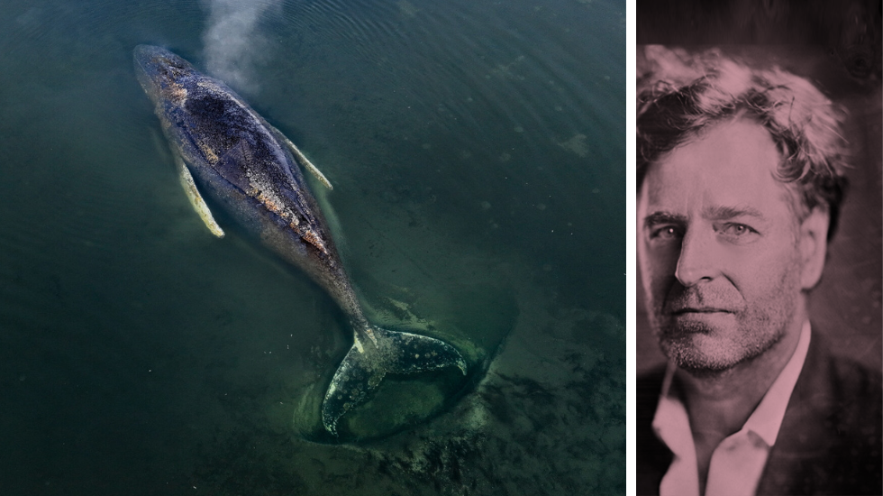 Verhältnis zur Natur - Von Walen und Menschen