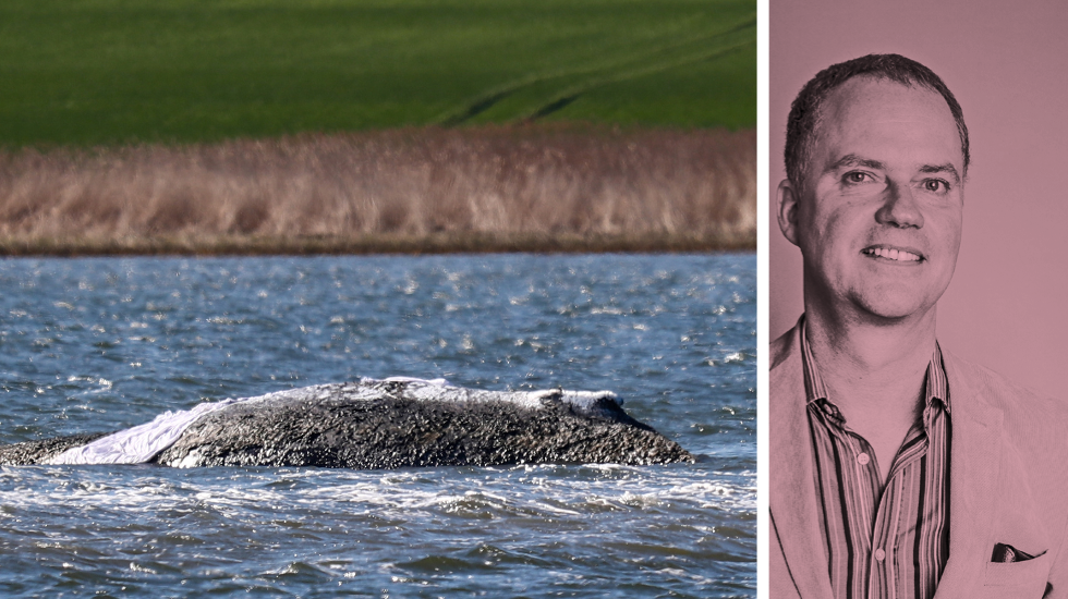 Gestrandeter Wal in der Ostsee - Chronik eines Staatsversagens